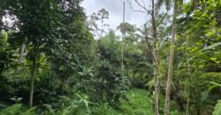 Tanah Kebun Los Sungai Kecil