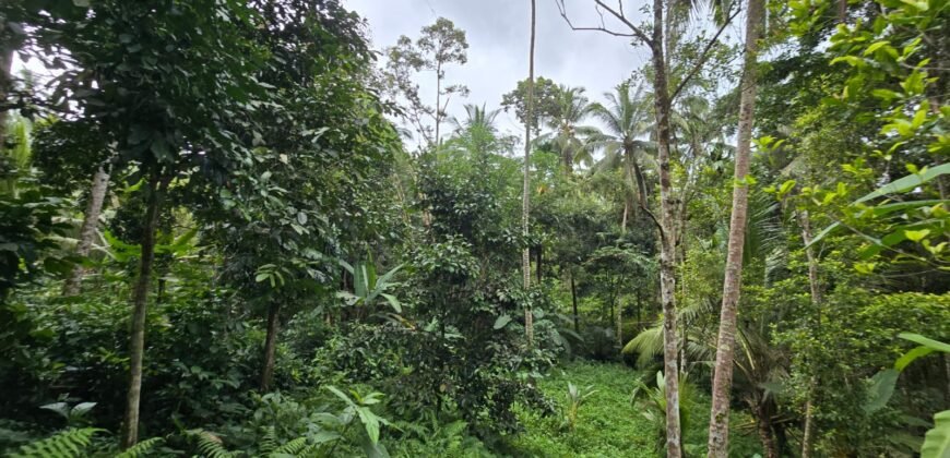 Tanah Kebun Los Sungai Kecil