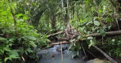 Tanah Kebun Los Sungai Kecil