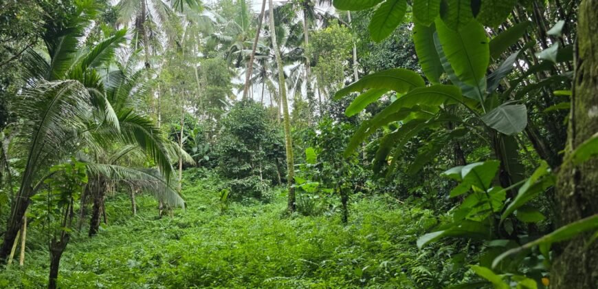 Tanah Kebun Los Sungai Kecil