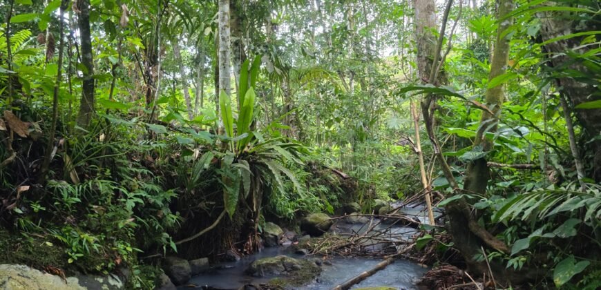 Tanah Kebun Los Sungai Kecil