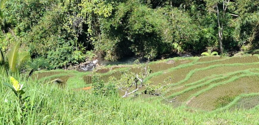 Tanah View Gunung, Sawah dan Los Sungai di Daerah Pariwisata Penebel