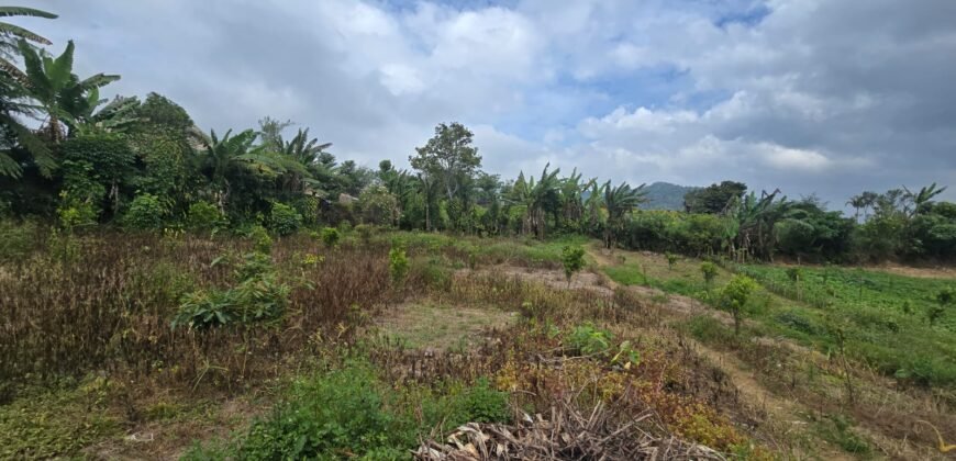 Tanah Kebun View Bukit dan Lembah di Daerah Kintamani Bali