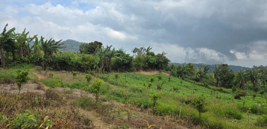 Tanah Kebun View Bukit dan Lembah di Daerah Kintamani Bali