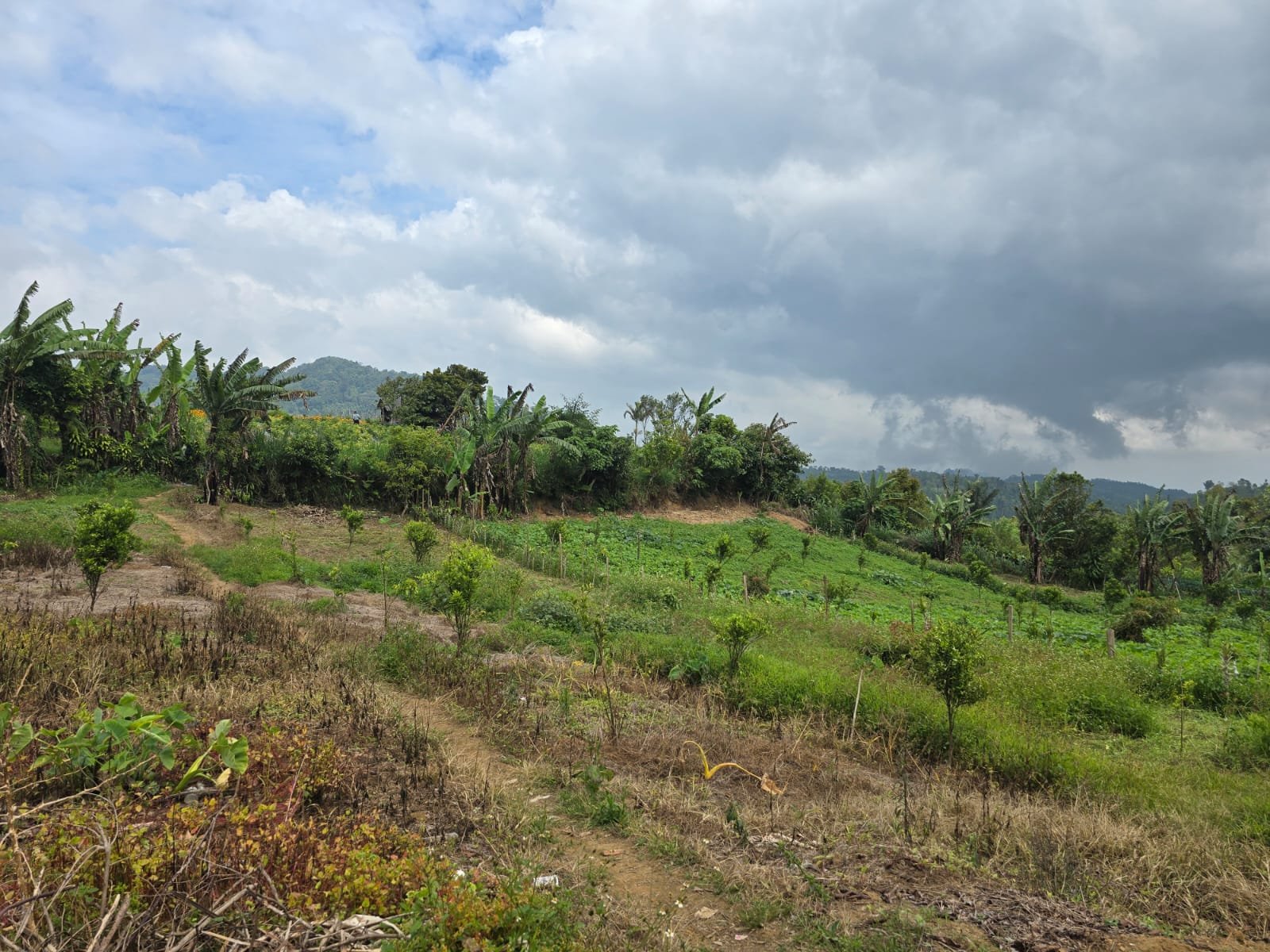 Tanah Kebun View Bukit dan Lembah di Daerah Kintamani Bali