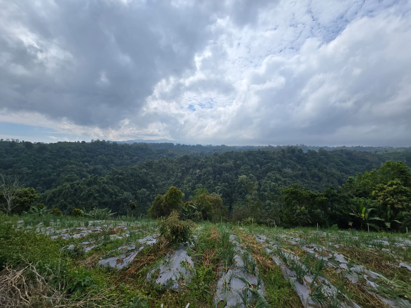 Tanah Kebun View Bukit dan Lembah di Kintamani Bali
