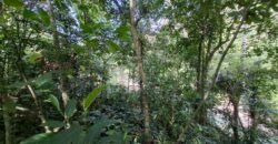 Tanah Los Sungai Besar Luasan Kecil Akses Jalan Poros