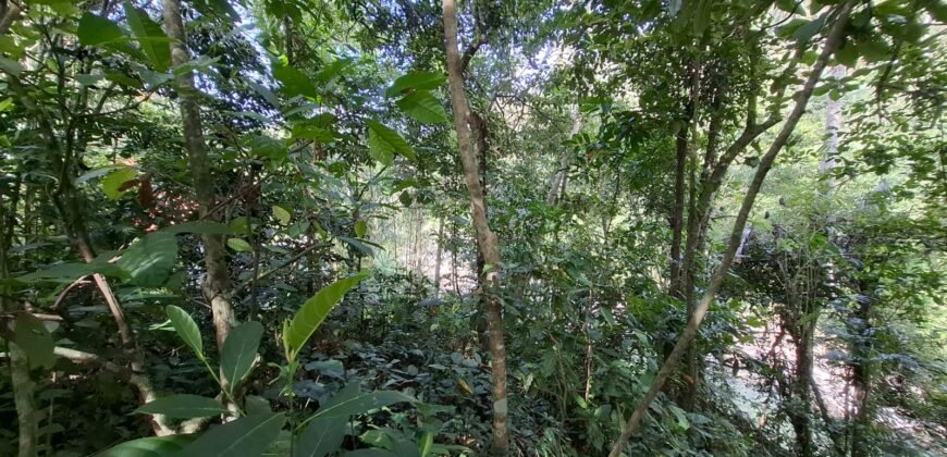 Tanah Los Sungai Besar Luasan Kecil Akses Jalan Poros