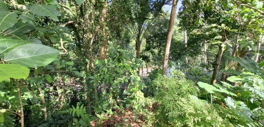 Tanah Los Sungai Besar Luasan Kecil Akses Jalan Poros