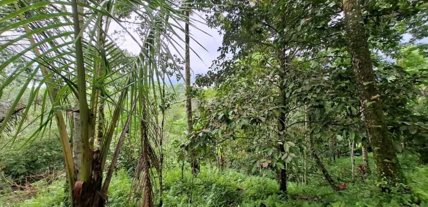 Tanah ketinggian 800 MDPL los sungai jernih dan view sawah