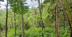 Tanah ketinggian 800 MDPL los sungai jernih dan view sawah