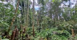 Tanah kebun di kaki gunung watukau tabanan luasan kecil suasana sejuk