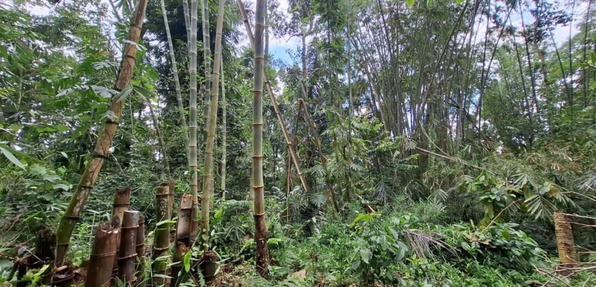 Tanah kebun di kaki gunung watukau tabanan luasan kecil suasana sejuk