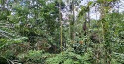 Tanah kebun di kaki gunung watukau tabanan luasan kecil suasana sejuk