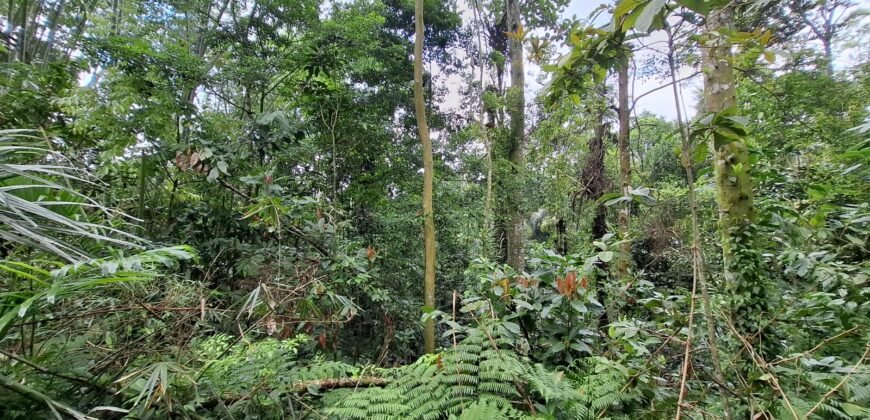 Tanah kebun di kaki gunung watukau tabanan luasan kecil suasana sejuk