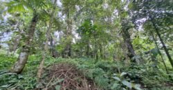 Tanah kebun di kaki gunung watukau tabanan luasan kecil suasana sejuk