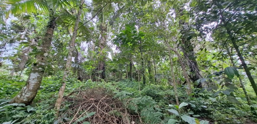Tanah kebun di kaki gunung watukau tabanan luasan kecil suasana sejuk