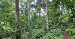 Tanah kebun di kaki gunung watukau tabanan luasan kecil suasana sejuk