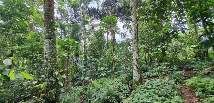 Tanah kebun di kaki gunung watukau tabanan luasan kecil suasana sejuk