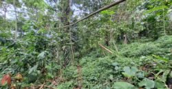 Tanah kebun di kaki gunung watukau tabanan luasan kecil suasana sejuk