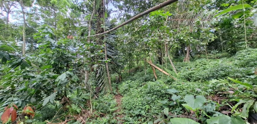 Tanah kebun di kaki gunung watukau tabanan luasan kecil suasana sejuk