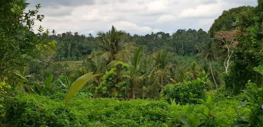 Tanah kebun view sawah dan gunung akses jalan hotmix