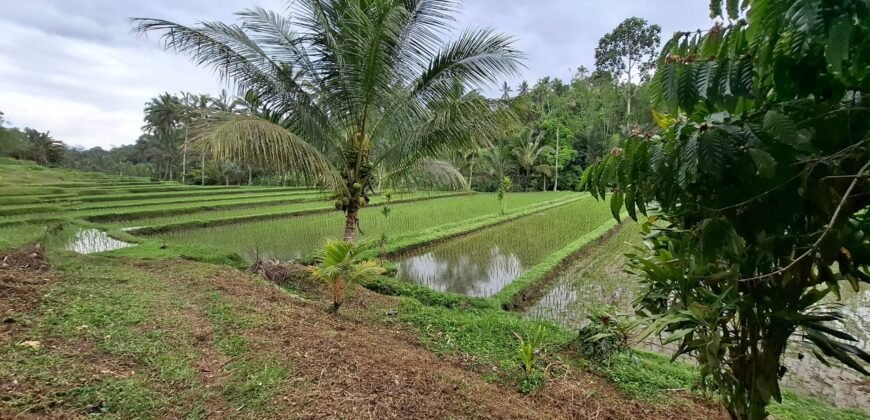 Tanah kebun view sawah dan gunung akses jalan hotmix