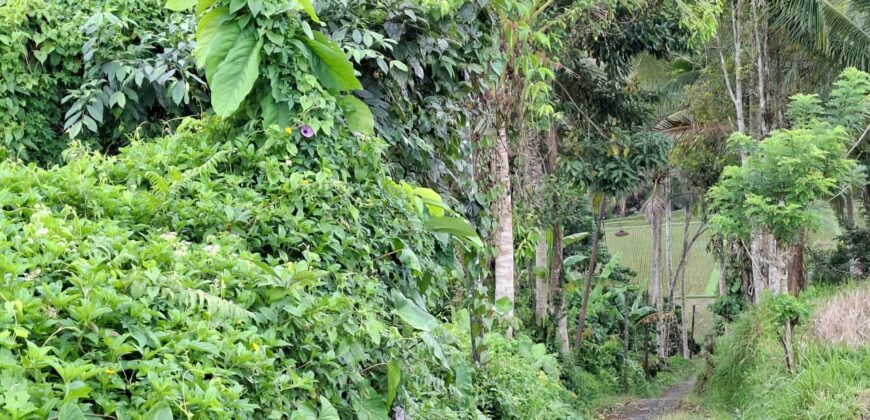 Tanah kebun view sawah dan gunung akses jalan hotmix