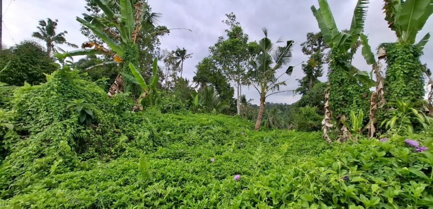 Tanah kebun view sawah dan gunung akses jalan hotmix