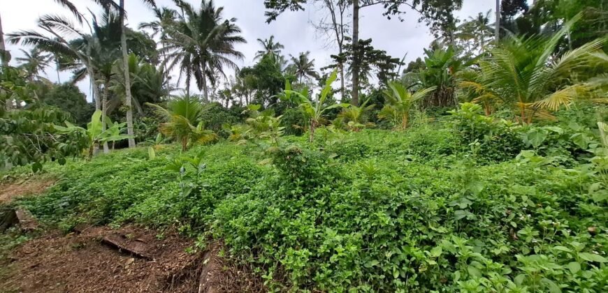 Tanah kebun view sawah dan gunung akses jalan hotmix
