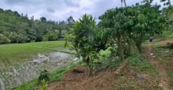 Tanah kebun view sawah dan gunung akses jalan hotmix