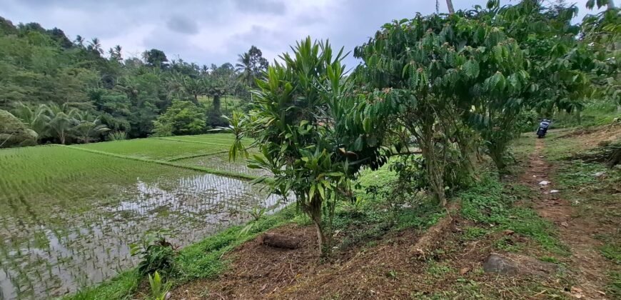 Tanah kebun view sawah dan gunung akses jalan hotmix