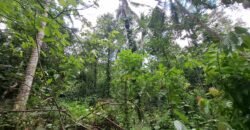 Tanah kebun los sungai 2 km dari jalan denpasar gilimanuk