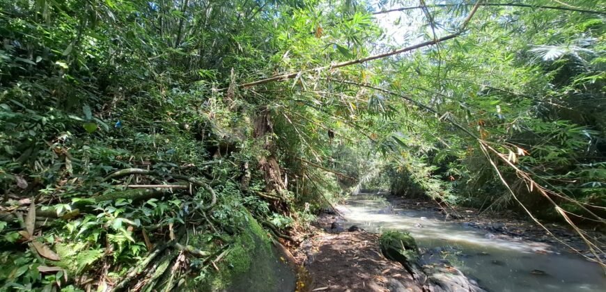 Tanah kebun los sungai 2 km dari jalan denpasar gilimanuk