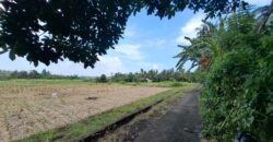 Tanah kebun los sungai 2 km dari jalan denpasar gilimanuk