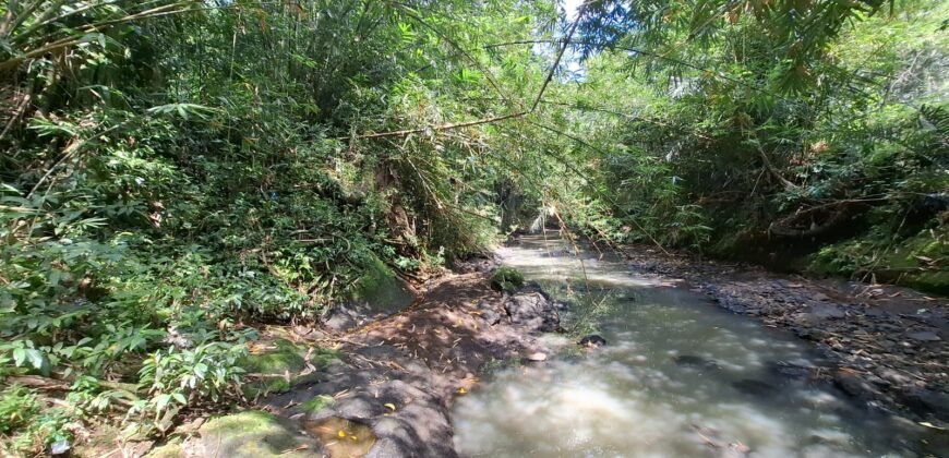 Tanah kebun los sungai 2 km dari jalan denpasar gilimanuk