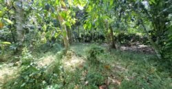 Tanah kebun los sungai 2 km dari jalan denpasar gilimanuk