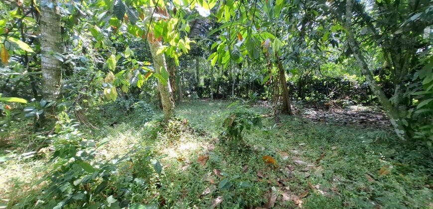 Tanah kebun los sungai 2 km dari jalan denpasar gilimanuk