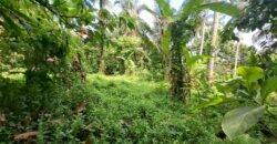 Tanah kebun los sungai 2 km dari jalan denpasar gilimanuk