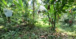 Tanah kebun los sungai 2 km dari jalan denpasar gilimanuk