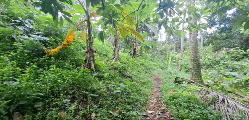 Tanah kebun los sungai kontur datar melandai