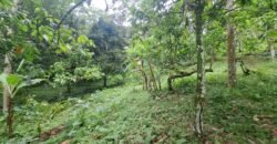 Tanah kebun los sungai kontur datar melandai