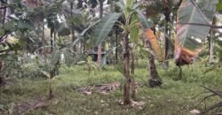 Tanah los pantai di jembrana