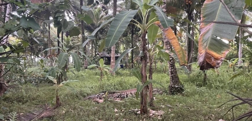 Tanah los pantai di jembrana