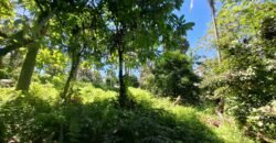 Kebun durian dan manggis siap panen los sungai