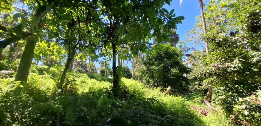 Kebun durian dan manggis siap panen los sungai