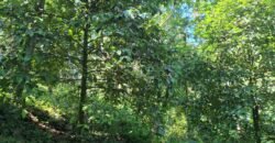 Kebun durian dan manggis siap panen los sungai