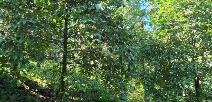 Kebun durian dan manggis siap panen los sungai