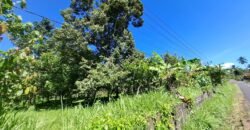 Kebun durian dan manggis siap panen los sungai