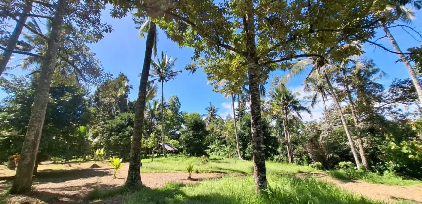 Kebun durian dan manggis siap panen los sungai